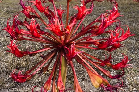 Gansbaai Gaan Bos Gaan Fynbos 2